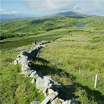 绵羊,头部,半岛,科克郡,爱尔兰