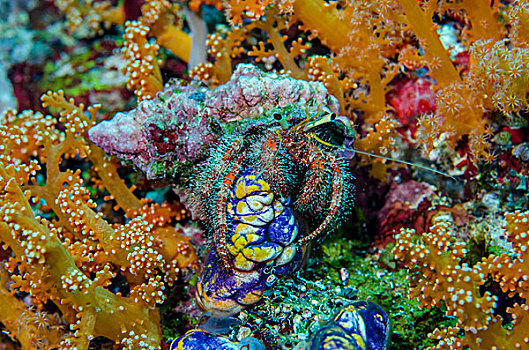 印度尼西亚,西巴布亚,四王群岛,寄居蟹,被囊动物,画廊