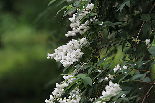 溲疏树上的白花