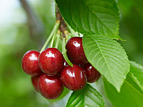 甜樱桃,比姆斯维尔,尼加拉瓜地区,安大略省,加拿大