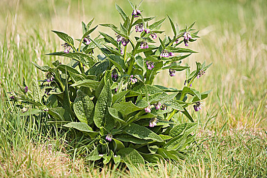 普通,紫草科植物,聚合草,开花,荷兰