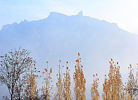 树叶,树枝,秋色,山