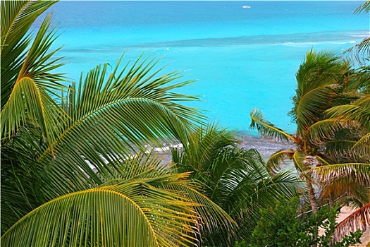 加勒比,蓝绿色海水,椰树,树