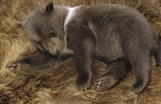 科迪亚克熊,棕熊,四个,星期,老,幼兽,科迪亚克岛,阿拉斯加