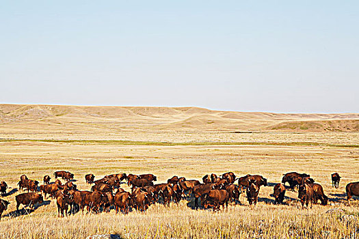 野生,野牛,牧群,草原国家公园,萨斯喀彻温,加拿大,草地,混合,草,草原,生态系统,2005年