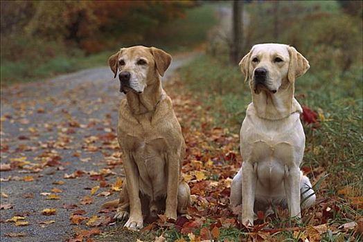 黄色拉布拉多犬,狗,两个,成年人,坐,小路,叶子
