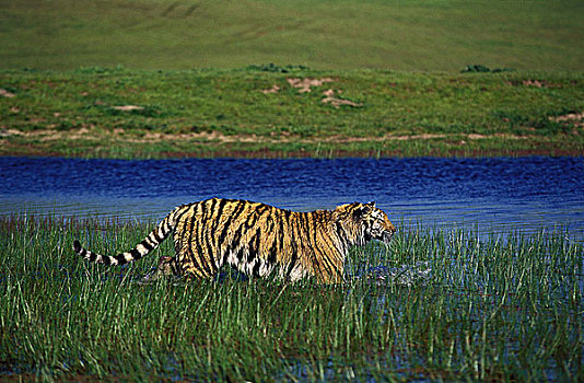 孟加拉,虎,大型猫科动物,成年,进入,水