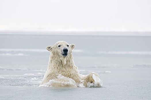 幼兽,北极熊,公猪,水,冰冻,向上,岛屿,区域,北极圈,国家野生动植物保护区,阿拉斯加