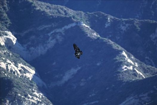 加州秃鹰,飞,山,国家野生动植物保护区,加利福尼亚