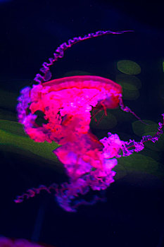粉红色的水母