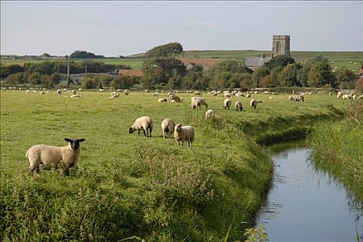 牧群,绵羊,放牧,靠近,沟,英国,乡村,背景,英格兰,欧洲