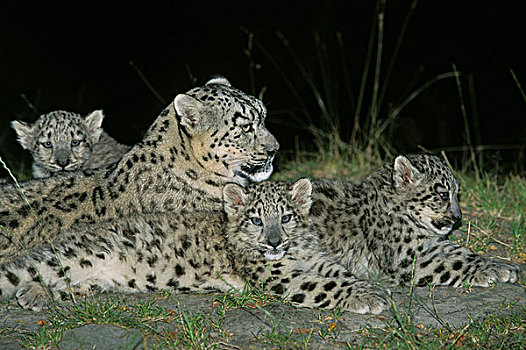 雪豹,母兽,幼兽