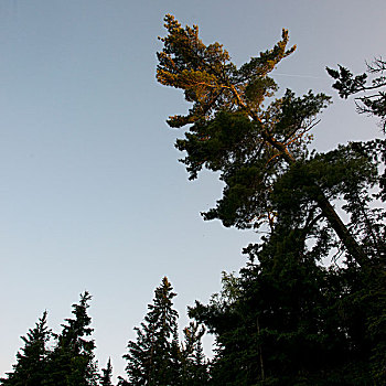 仰视,常青树,湖,木头,安大略省,加拿大
