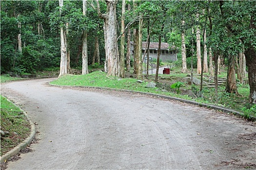 汽车,道路,树林