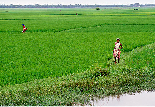 女人,工作,稻田,新德里,印度