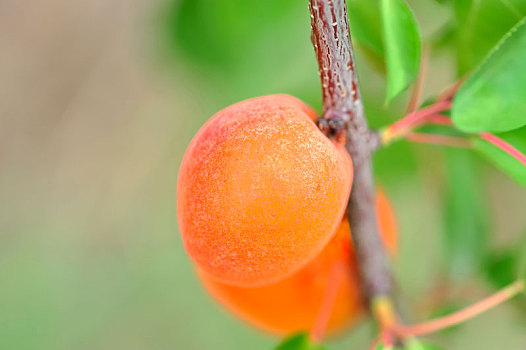 夏季里金黄色成熟的大杏