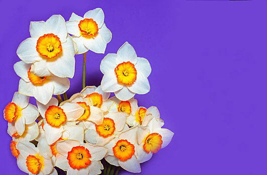白色,水仙,春花,花束,花瓶