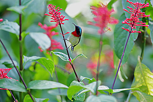 红筒花上吸蜜的小鸟