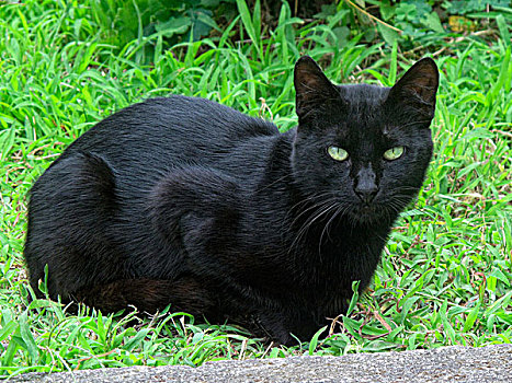 黑猫,草