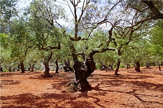 橄榄树,马略卡岛,红色,粘土,土地