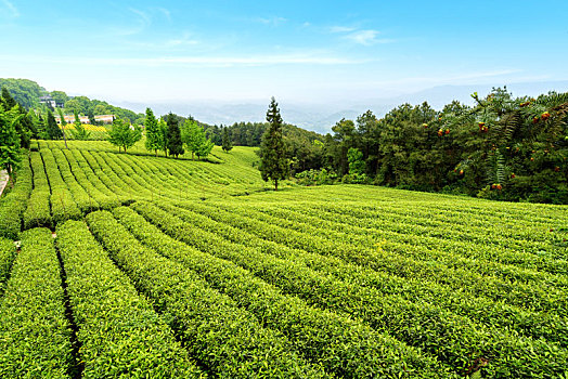 高山生态茶园