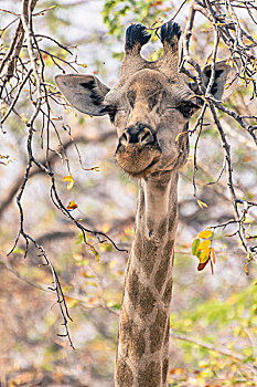 博茨瓦纳,乔贝国家公园,长颈鹿,保护色,干燥,枝条
