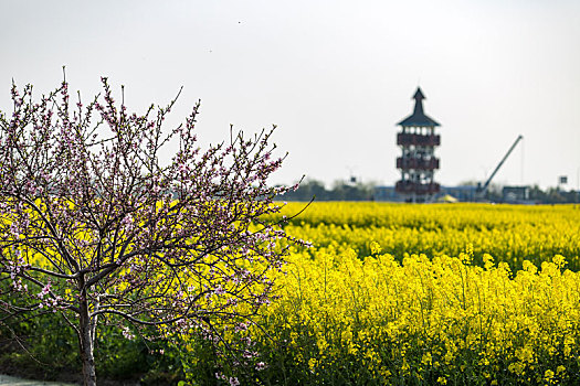 油菜花盛开