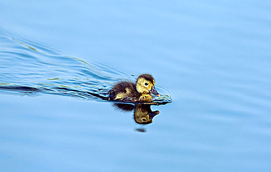 幼禽,游泳,外皮,国家公园,荷兰