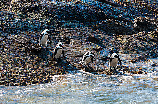 企鹅,漂石,海滩,开普敦,南非