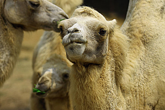 动物园里的骆驼