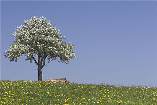 花,梨树,区域,下奥地利州,奥地利