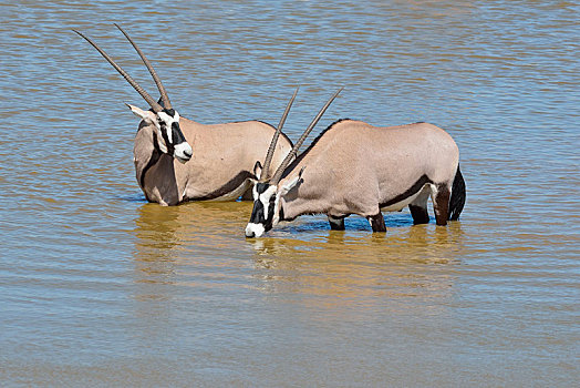 南非大羚羊,羚羊,两个男人,水坑,埃托沙国家公园,纳米比亚,非洲