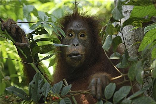 猩猩,黑猩猩,肖像,檀中埠廷国立公园,印度尼西亚