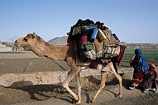 2003年,阿富汗,女人,孩子,骆驼,旅行,道路,靠近,城镇,南,喀布尔,首都,局部,驼队,省,巴基斯坦