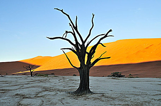 枯木,死亡谷,早晨,亮光,纳米布沙漠,公园,纳米比亚,非洲