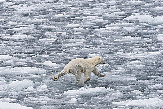 北极熊,平衡性,冰,浮冰,斯匹次卑尔根岛,斯瓦尔巴特群岛,岛屿,挪威,欧洲