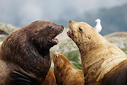 海狮,北海狮,对峙,阿拉斯加