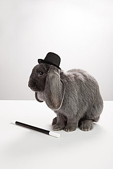 兔子,戴着,大礼帽,魔法棒
