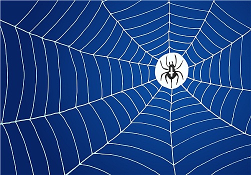 蜘蛛,网络,插画