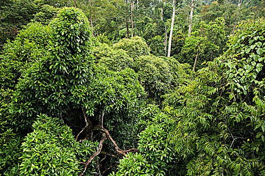 低地,雨林,丹浓谷保护区,沙巴,婆罗洲,马来西亚