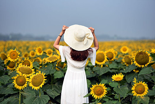 向日葵,花海,中的,美女,背影