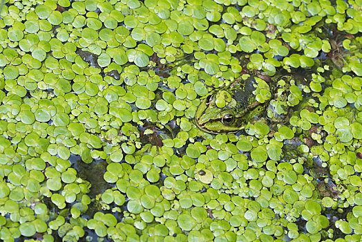 水蛙,池蛙,虎皮蛙,隐藏,水,小,浮萍,保护色,黑森州,德国,欧洲