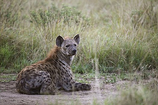 斑点,鬣狗,斑鬣狗,伊丽莎白女王国家公园,乌干达,东非,非洲