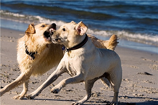 金毛猎犬,拉布拉多犬,海滩