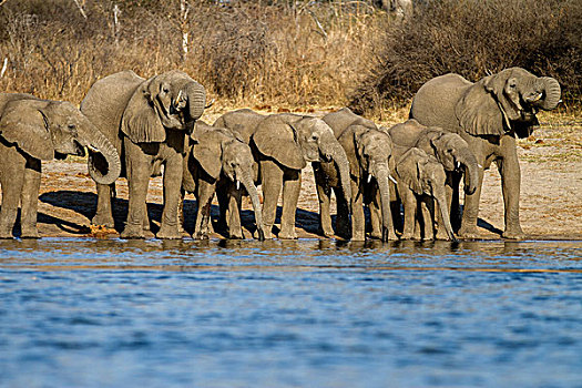 非洲象,喝,奥卡万戈河,河,纳米比亚,非洲