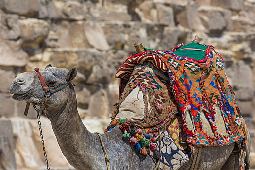 埃及人,骆驼,吉萨金字塔,背景,旅游胜地,骑马,传统,古老,沙漠,埃及,旅游,非洲
