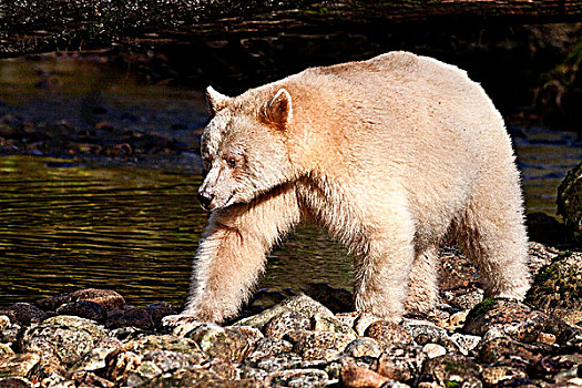 白灵熊,大熊雨林,不列颠哥伦比亚省,加拿大
