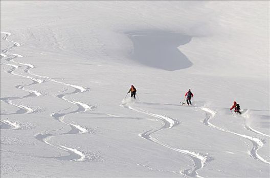 滑雪,远足者,下降,顶峰,障碍滑雪,粉状雪,提洛尔,奥地利,欧洲