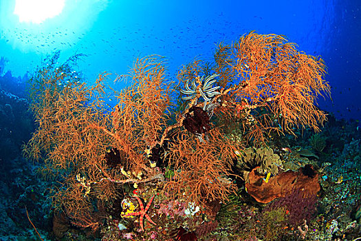 珊瑚海扇,岛屿,班达海,印度尼西亚
