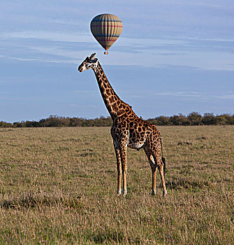 马赛长颈鹿,热气球,上方,早晨,肯尼亚,东非,非洲